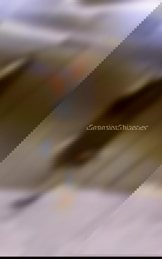 Vivi, trans brasileña muy coqueta. 632771760. Citas en CANARIAS, CANARIAS. www.canariaschicas.es.